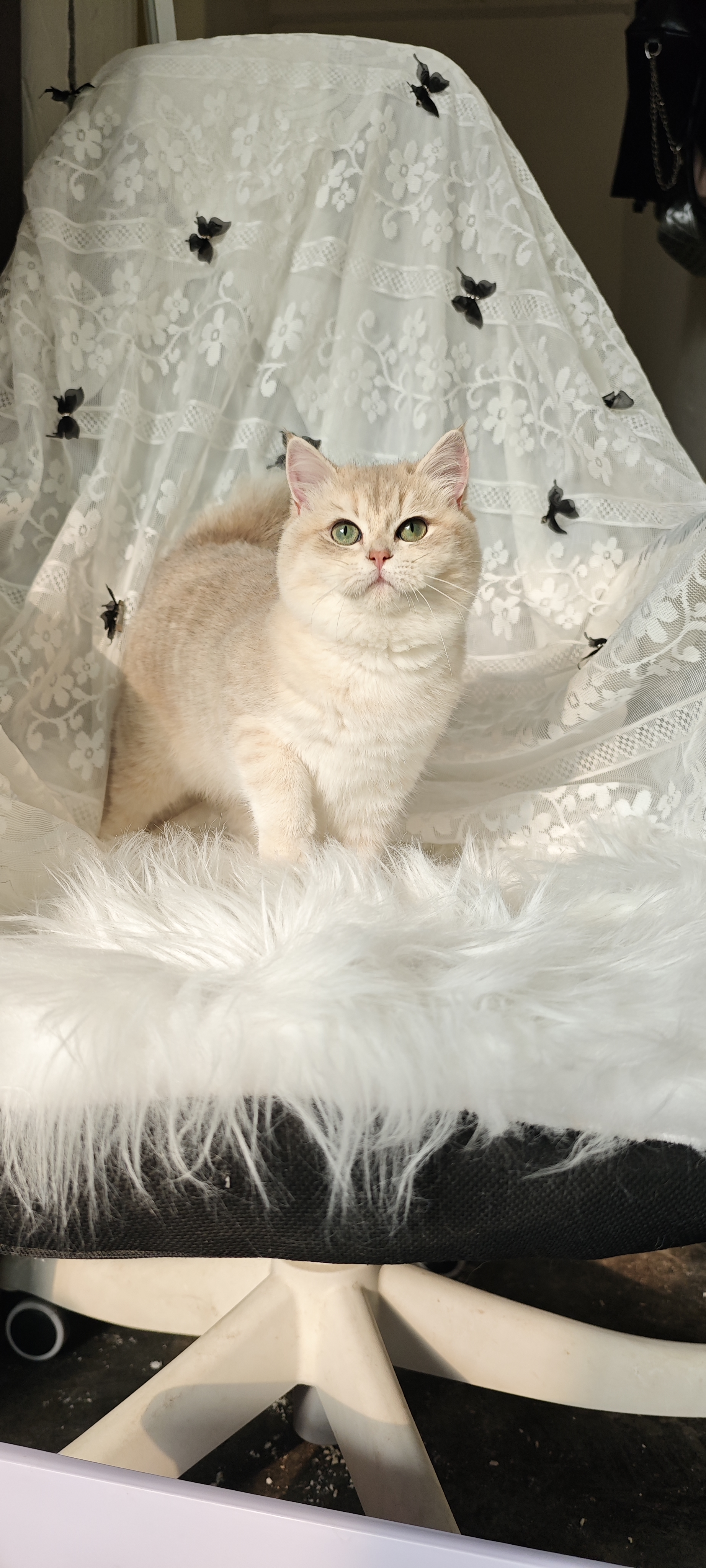 蓝金渐层妹妹 身材好颜色漂亮，脸版非常甜美～五月龄的年纪这么完美的结构～